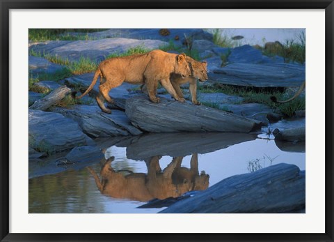 Framed Lion Pride along Rocky Bank, Telek River, Masai Mara Game Reserve, Kenya Print