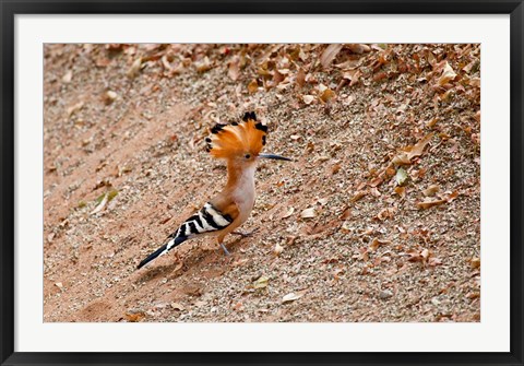 Framed Madagascar. Madagascar Hoopoe, endemic bird Print