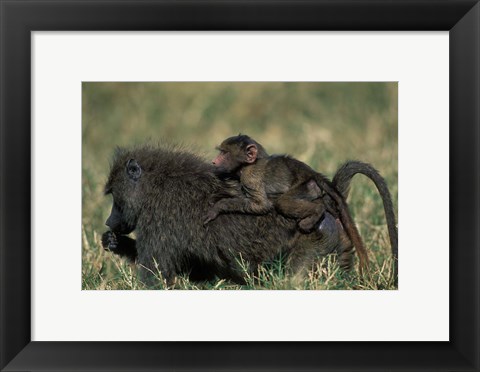 Framed Kenya, Masai Mara Game Reserve, Chacma Baboons wildlife Print