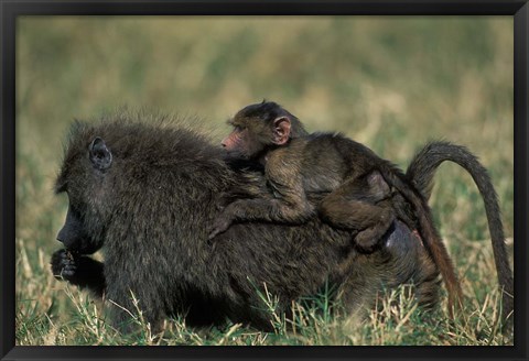 Framed Kenya, Masai Mara Game Reserve, Chacma Baboons wildlife Print