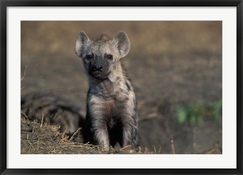 Framed Kenya, Masai Mara Game Reserve, Spotted Hyena wildlife Print