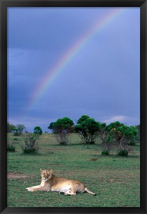 Framed Lioness Resting Under Rainbow, Masai Mara Game Reserve, Kenya Print