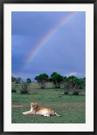 Framed Lioness Resting Under Rainbow, Masai Mara Game Reserve, Kenya Print