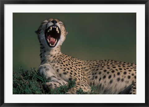 Framed Kenya, Masai Mara Game Reserve, Cheetah in savanna Print