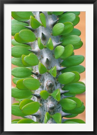 Framed Madagascar, Dry Spiny Forest, cactus, succulent Print