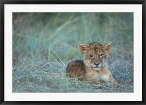 Framed Lion Cub Rests in Grass, Masai Mara Game Reserve, Kenya Print