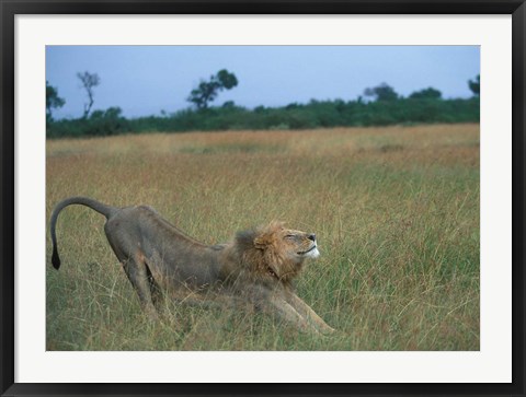 Framed Lion Stretches in Tall Grass, Masai Mara Game Reserve, Kenya Print