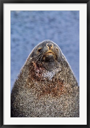 Framed Kerguelen Fur Seal, Antarctic Fur Seal, South Georgia, Sub-Antarctica Print