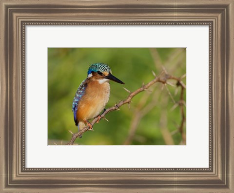 Framed Kenya, Lake Baringo, Pygmy kingfisher on thorny limb Print