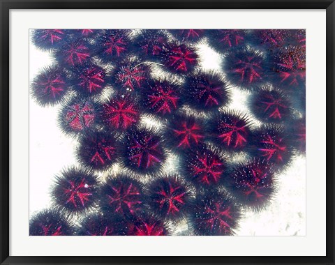 Framed Marine life, Sea urchins, Sarodrano, Madagascar Print