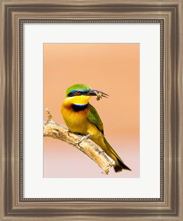 Framed Little Bee-eater Bird on limb with bee in beak, Kenya Print