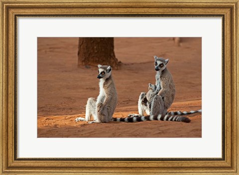 Framed Madagascar, Berenty Reserve. Ring-tailed Lemurs Print