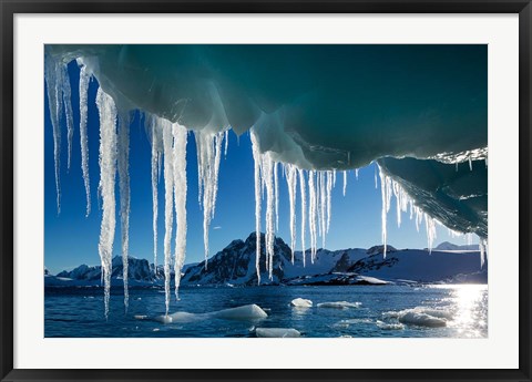 Framed Icicle hangs from melting iceberg by Petermann Island, Antarctica. Print