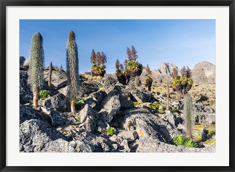 Framed Landscape, Mount Kenya National Park, Kenya Print