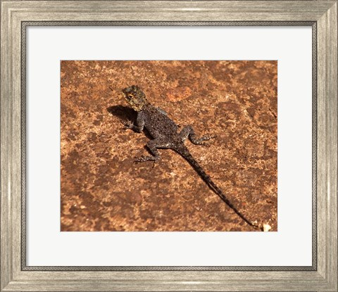 Framed Malawi; Zomba; Brown lizard, Zomba Mountain Lodge Print