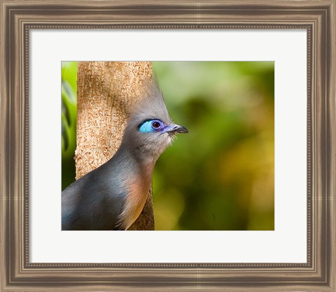 Framed Madagascar, Crested coua bird next to tree Print