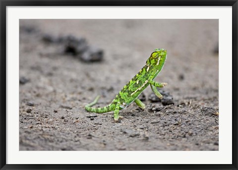 Framed Jackson&#39;s Chameleon lizard, Maasai Mara Kenya Print