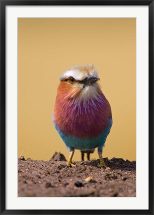 Framed Lilac-breasted Roller bird, Maasai Mara, Kenya Print