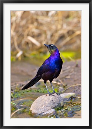 Framed Longtailed Glossy Starling bird, Maasai Mara Kenya Print