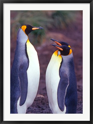 Framed King Penguins, South Georgia Island, Antarctica Print