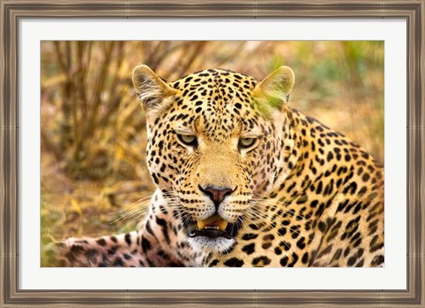 Framed Leopard Profile at Africat Project, Namibia Print