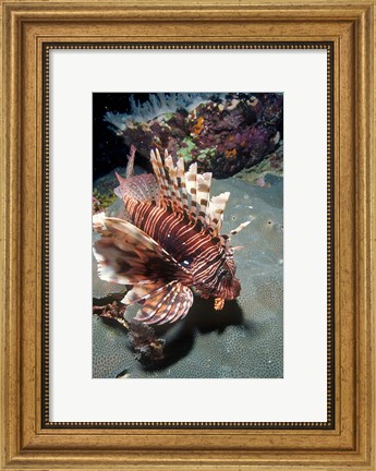 Framed Lionfish at Daedalus Reef Print