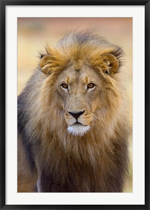 Framed Male Lion at Africat Project, Namibia Print