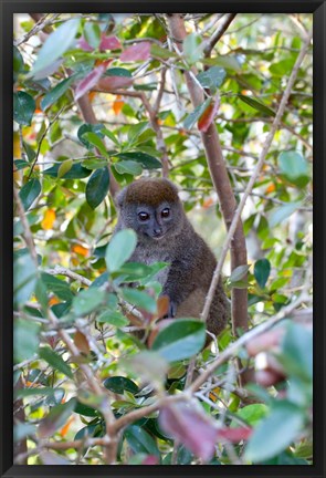 Framed Madagascar, Perinet, Eastern Grey Bamboo Lemur Print