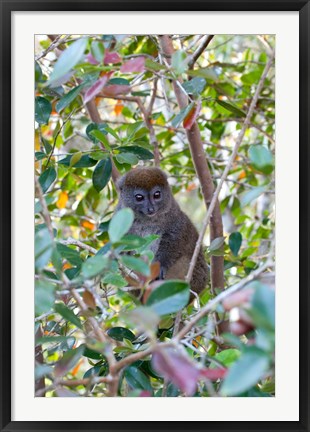 Framed Madagascar, Perinet, Eastern Grey Bamboo Lemur Print