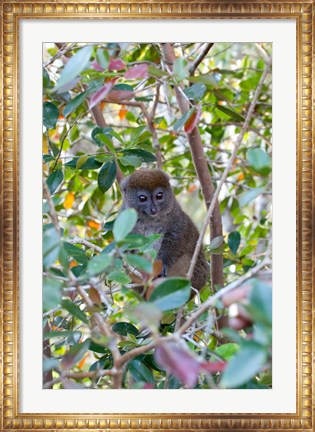 Framed Madagascar, Perinet, Eastern Grey Bamboo Lemur Print