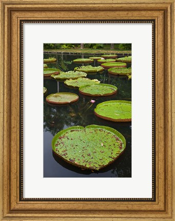 Framed Mauritius, Botanical Garden, Giant Water Lily flowers Print