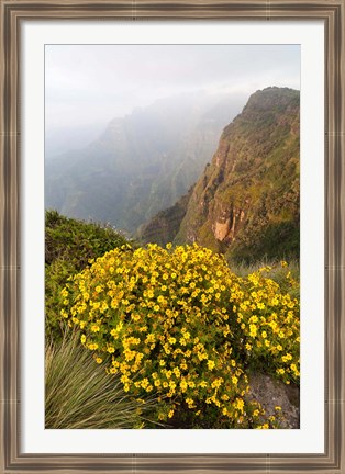 Framed Yellow flowers, Semien Mountains National Park, Ethiopia Print