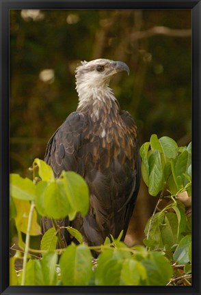 Framed Madagascar fish eagle, Ankarafantsika Nature Reserve Print