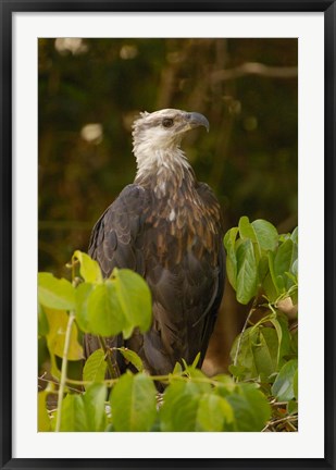 Framed Madagascar fish eagle, Ankarafantsika Nature Reserve Print