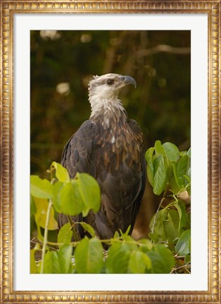 Framed Madagascar fish eagle, Ankarafantsika Nature Reserve Print