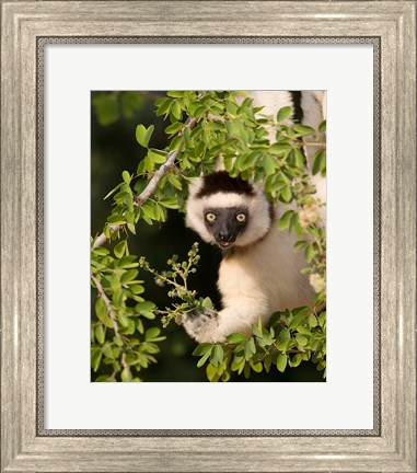 Framed Madagascar. Verreaux&#39;s sifaka hanging in tree. Print