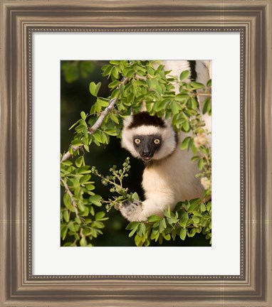 Framed Madagascar. Verreaux&#39;s sifaka hanging in tree. Print