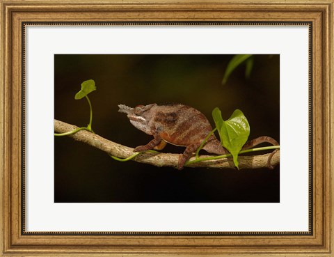 Framed Lesser chameleon lizard, crop fields. MADAGASCAR Print