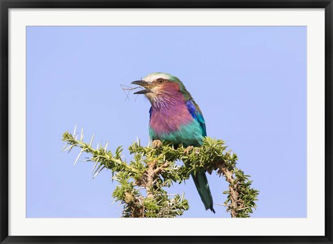 Framed Lilac-breasted Roller with a walking stick insect, Serengeti, Tanzania Print