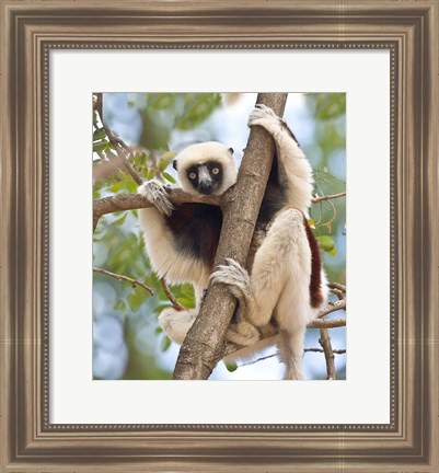 Framed Madagascar, Sifaka lemur wildlife in tree Print