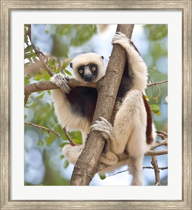 Framed Madagascar, Sifaka lemur wildlife in tree Print
