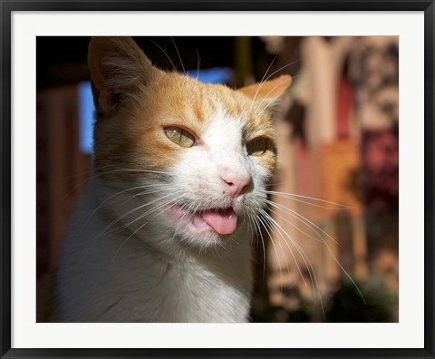 Framed Male, Orange Tabby Cat, Morocco Print