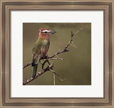 Framed Kenya, Rufous-crowned roller bird on limb. Print