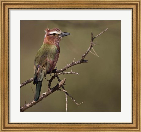 Framed Kenya, Rufous-crowned roller bird on limb. Print