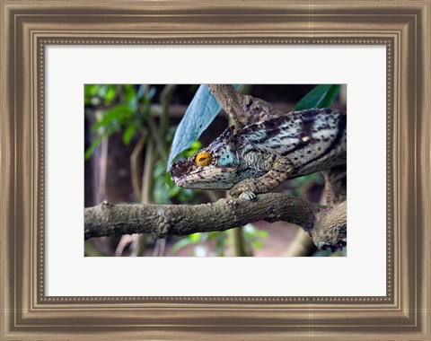 Framed Chameleon on tree limb, Madagascar Print