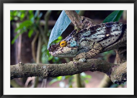 Framed Chameleon on tree limb, Madagascar Print