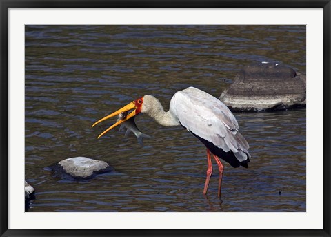 Framed Kenya, Masai Mara. Yellow-billed stork, fish prey Print