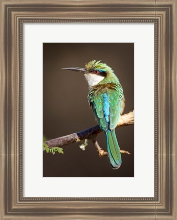 Framed Kenya, Somali bee-eater, tropical bird on limb Print