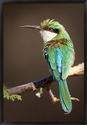 Framed Kenya, Somali bee-eater, tropical bird on limb Print