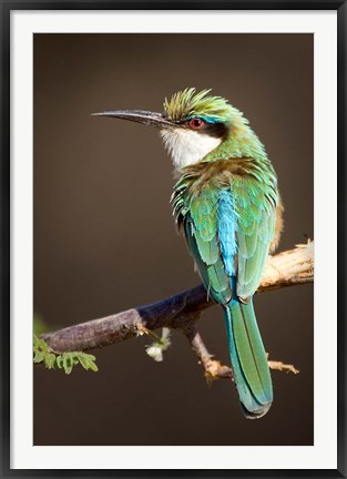 Framed Kenya, Somali bee-eater, tropical bird on limb Print